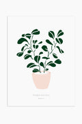 הדפס - Peperomia obtusifolia