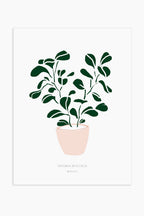הדפס - Peperomia obtusifolia