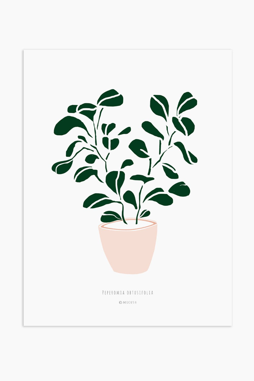 הדפס - Peperomia obtusifolia