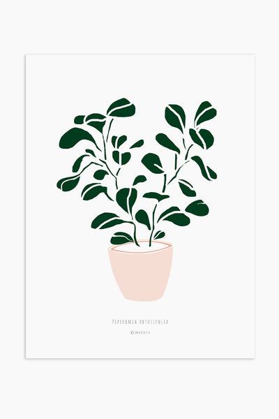 הדפס - Peperomia obtusifolia