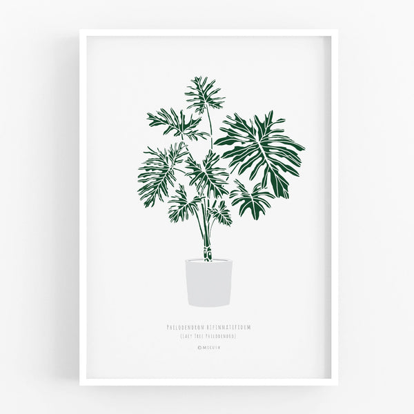 הדפס - Philodendron bipinnatifidum