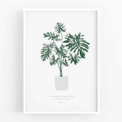 הדפס - Philodendron bipinnatifidum