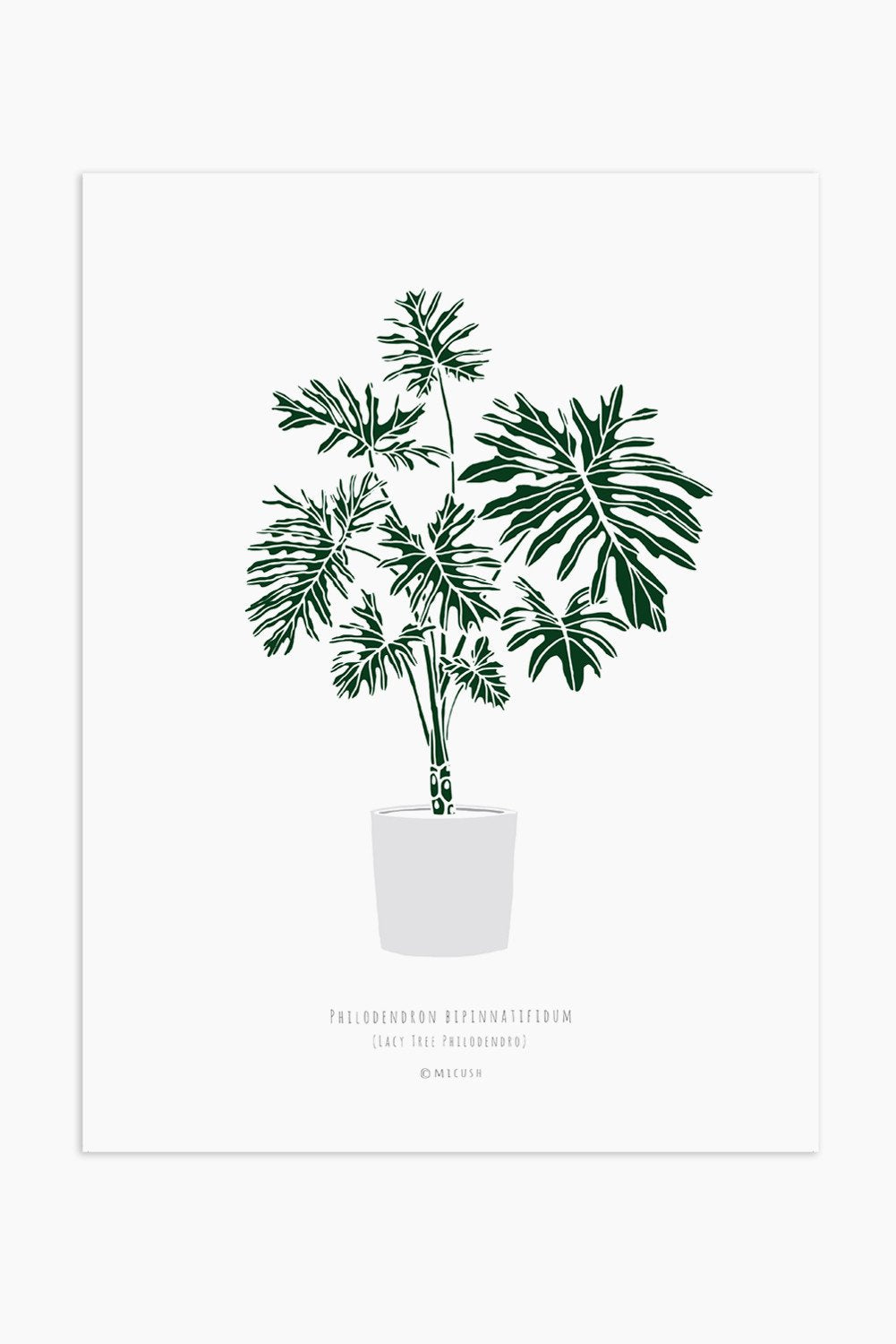 הדפס - Philodendron bipinnatifidum