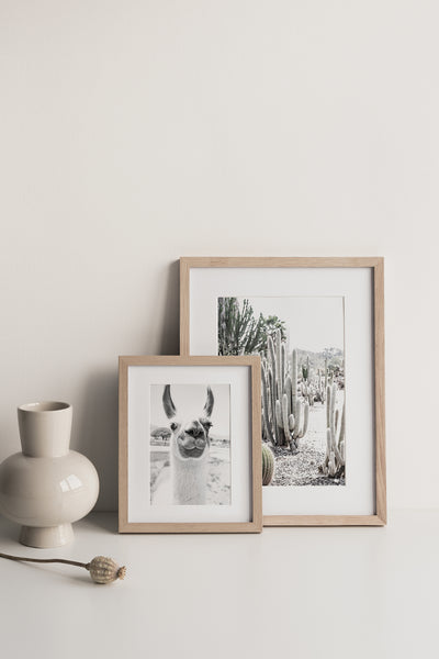 הדפס צילום - Llama