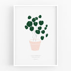 הדפס - Pilea peperomioides