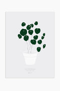 הדפס - Pilea peperomioides - Grey