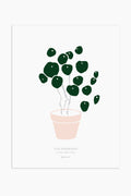 הדפס - Pilea peperomioides
