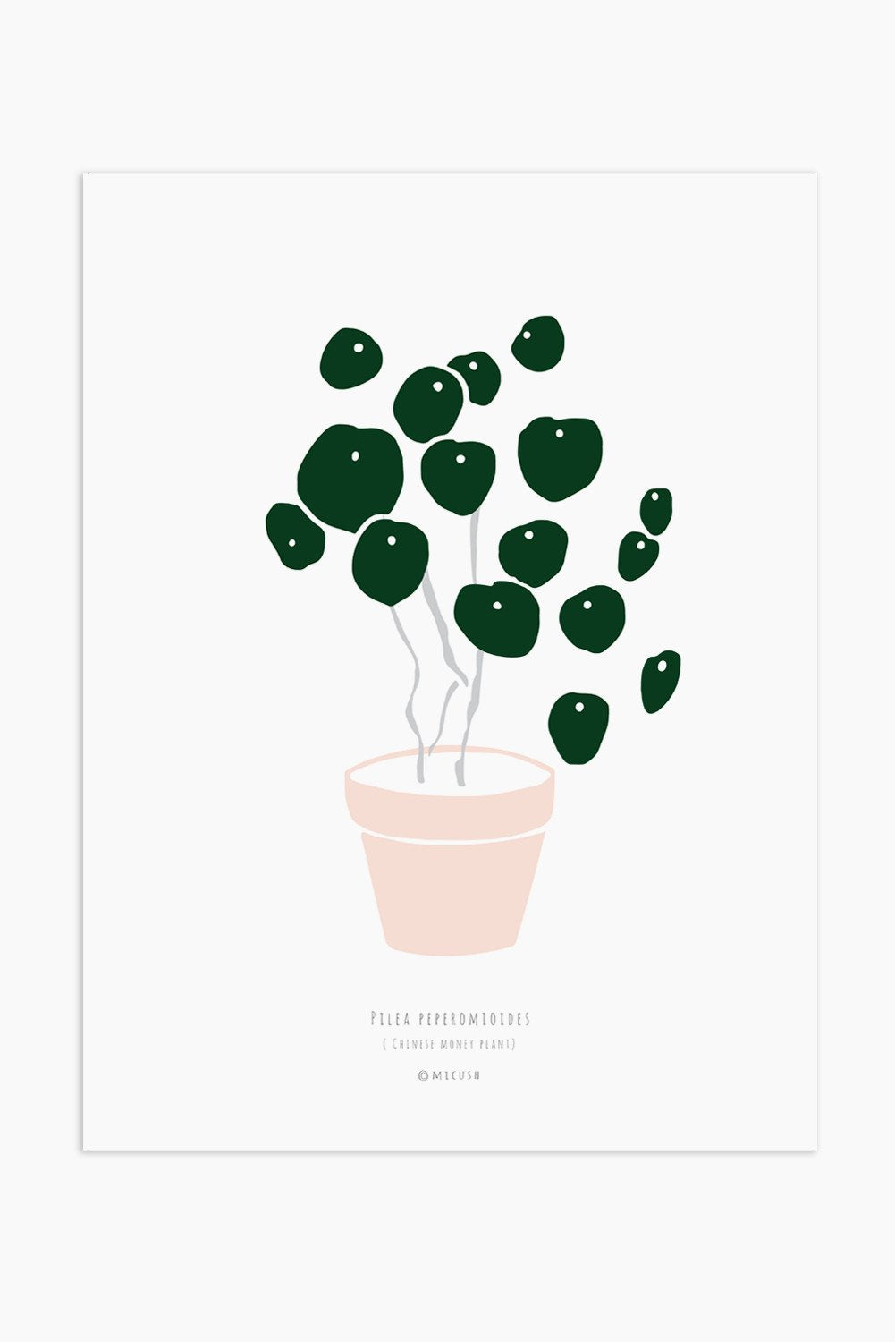 הדפס - Pilea peperomioides