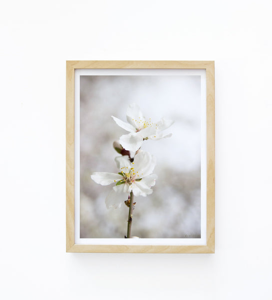 הדפס צילום - Almond Tree No.2