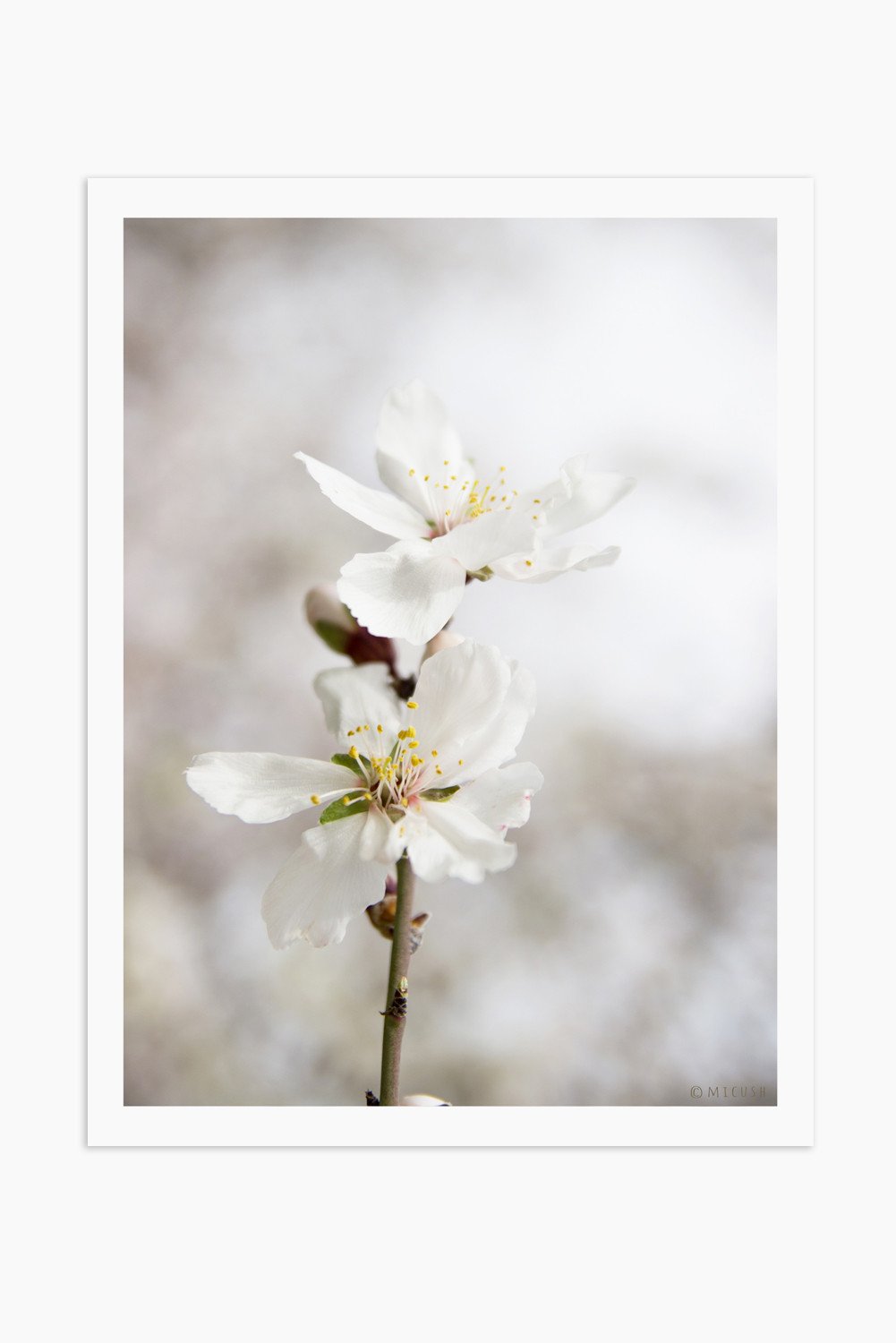 הדפס צילום - Almond Tree No.2