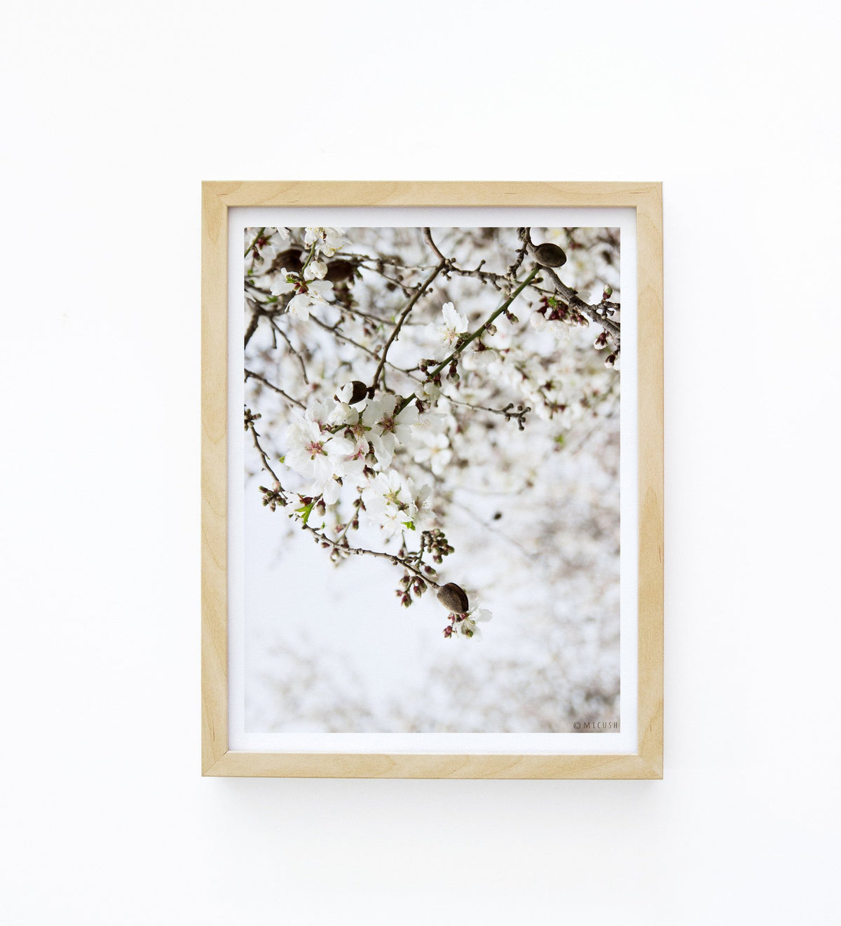 הדפס צילום - Almond Tree No.1