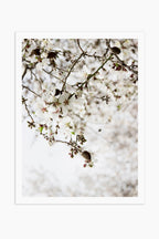 הדפס צילום - Almond Tree No.1