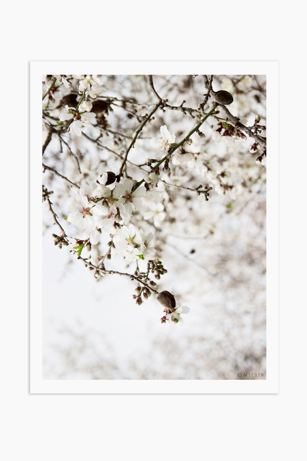 הדפס צילום - Almond Tree No.1