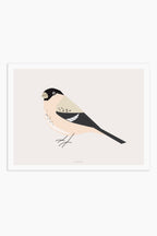 הדפס - Bird - Pyrrhula
