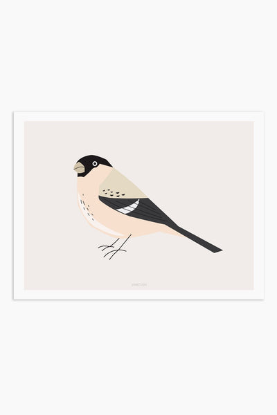 הדפס - Bird - Pyrrhula