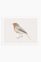 הדפס - Bird - Robin