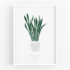 הדפס - Sansevieria trifasciata