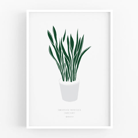 הדפס - Sansevieria trifasciata