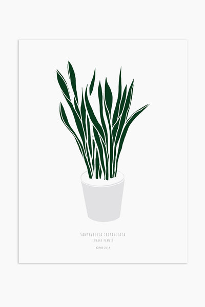 הדפס - Sansevieria trifasciata