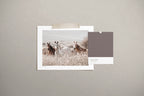 הדפס צילום - Horses
