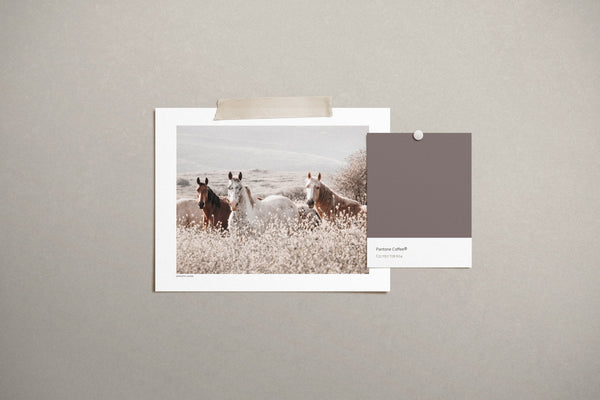 הדפס צילום - Horses