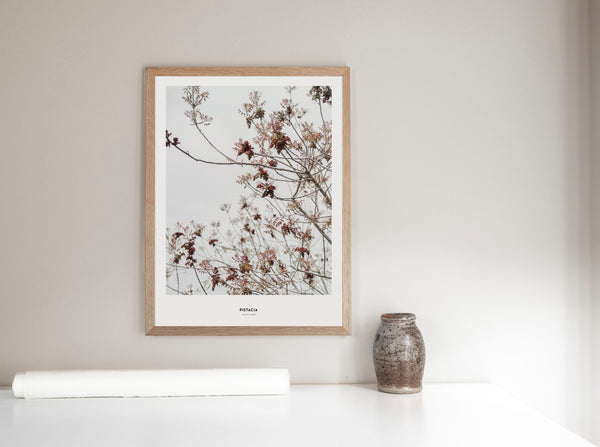 הדפס צילום - Pistacia