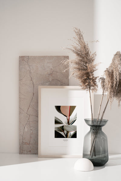 הדפס צילום - Ficus Elastica