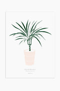 הדפס - Small Dracaena marginata