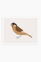 הדפס - Bird - Sparrow