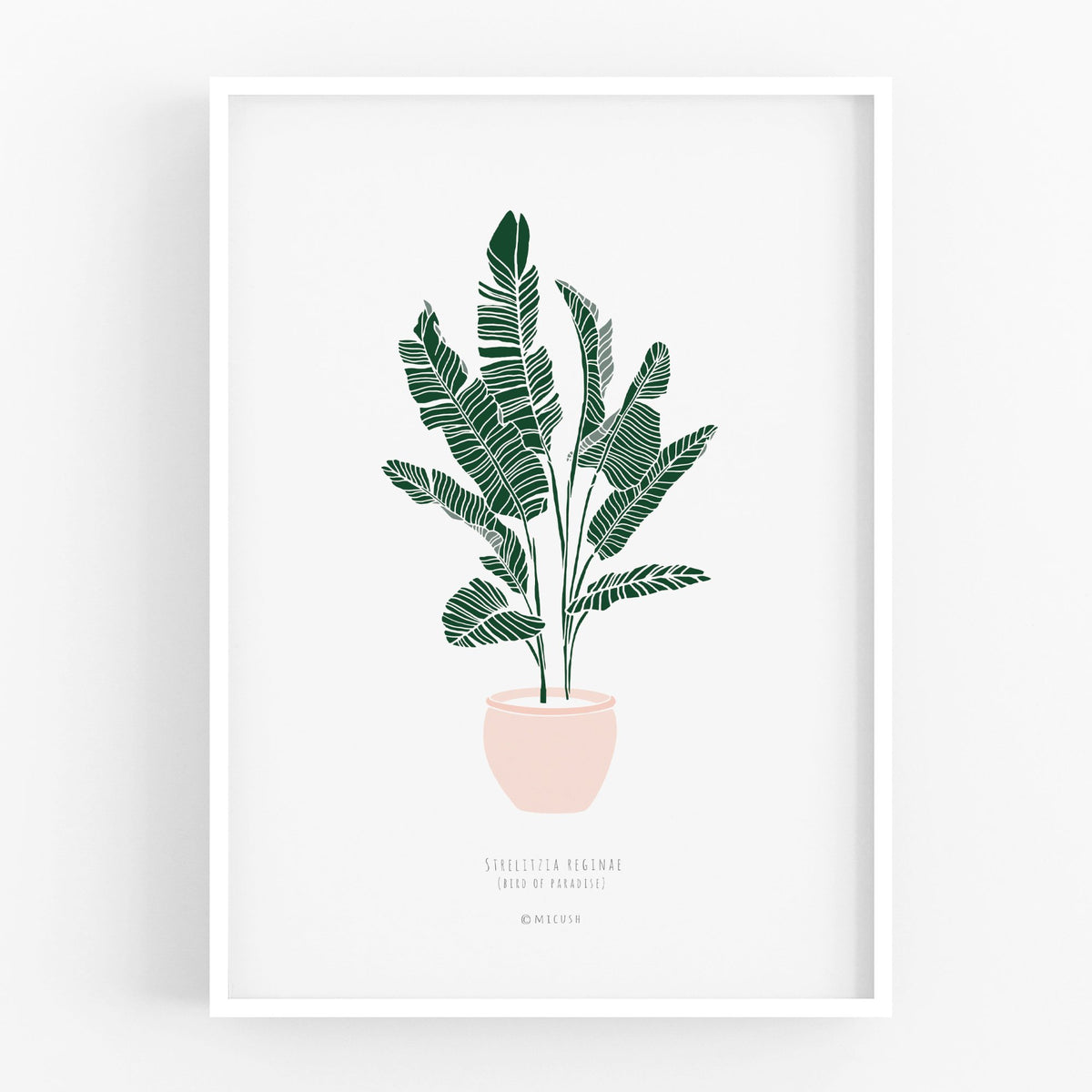 הדפס - Strelitzia reginae