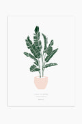 הדפס - Strelitzia reginae