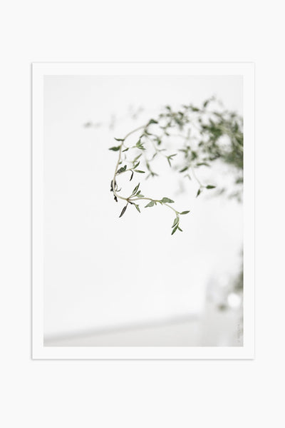 הדפס צילום - Thyme