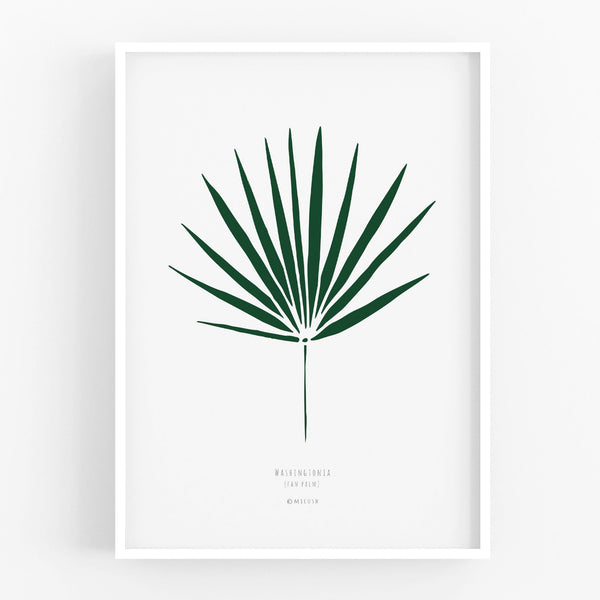 הדפס - Washingtonia Leaf