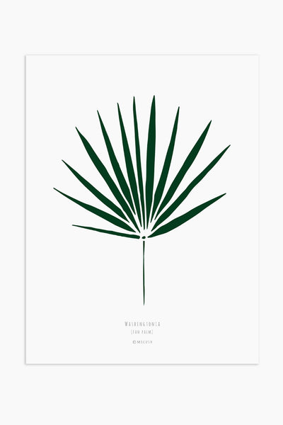 הדפס - Washingtonia Leaf