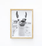 הדפס צילום - Llama