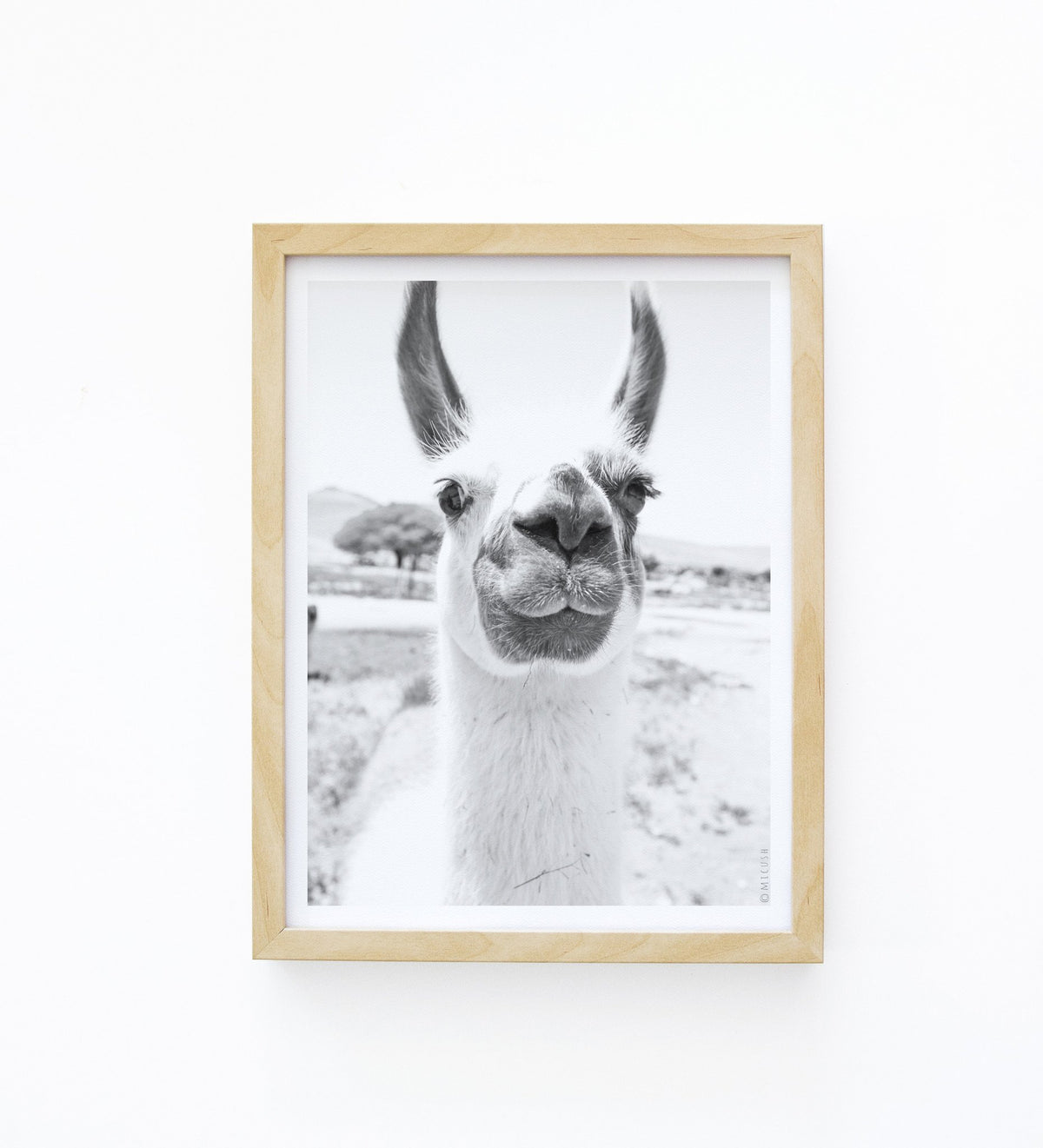 הדפס צילום - Llama