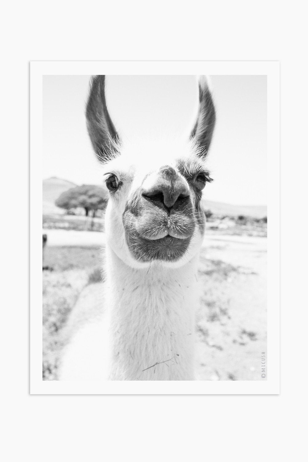 הדפס צילום - Llama