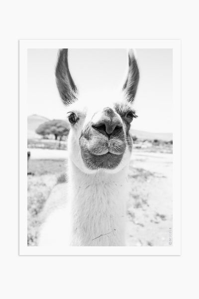הדפס צילום - Llama