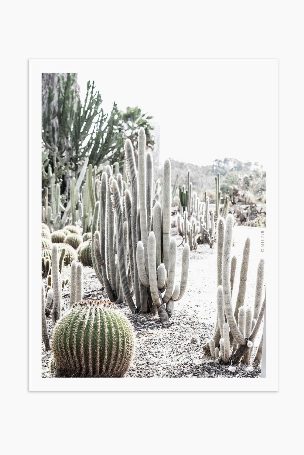 הדפס צילום - Giant Saguaro