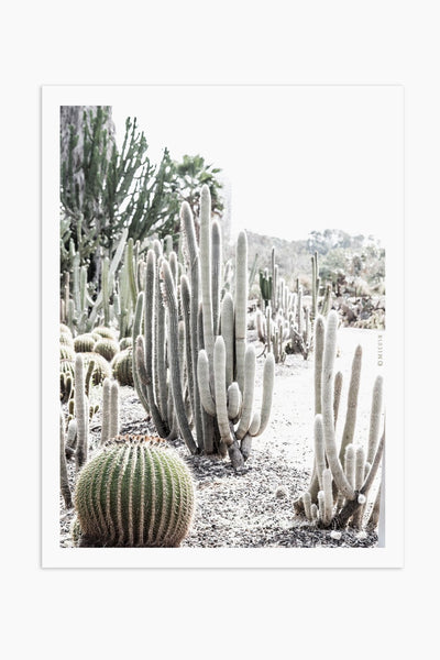 הדפס צילום - Giant Saguaro