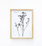הדפס - Gypsophila