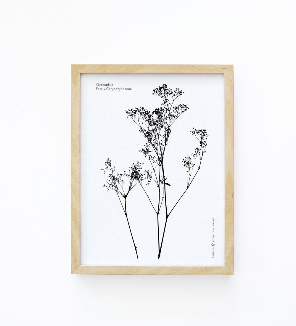 הדפס - Gypsophila