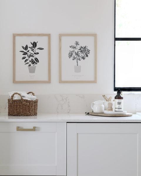 הדפס - Philodendron bipinnatifidum