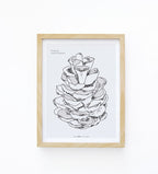 הדפס - Pine Cone